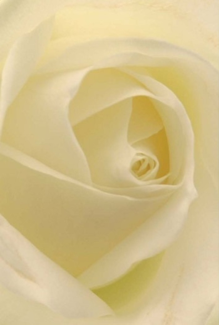 Drawn up close, the gentle curves and luminescent layering of this classic white rose capture a spirit of serenity and refined taste native to St John's Wood. Soft white and cream hues blend as light seems to flow from within, echoing the calm found in nearby Regent's Park gardens. Every petal is a study in exacting grace, their arrangement suggesting both purity and quiet resilience-essential qualities whether set upon the table at a wedding, presented as an apology, or featured in an elegant centrepiece at a family gathering. The core, a near-perfect spiral, hints at hope and unwavering commitment, both in nature and in the careful hands of local florists. There's a barely-there scent wafting from the bloom, clean and serene, the kind that captures the polished yet relaxed character of the neighbourhood. The natural beauty and subtle gradations of light and shadow are hallmark qualities that set St John's Wood's floral arrangements apart, ensuring each bouquet speaks eloquently to the emotions you wish to convey-be it gratitude, love, or remembrance, delivered with a touch of signature local grace.